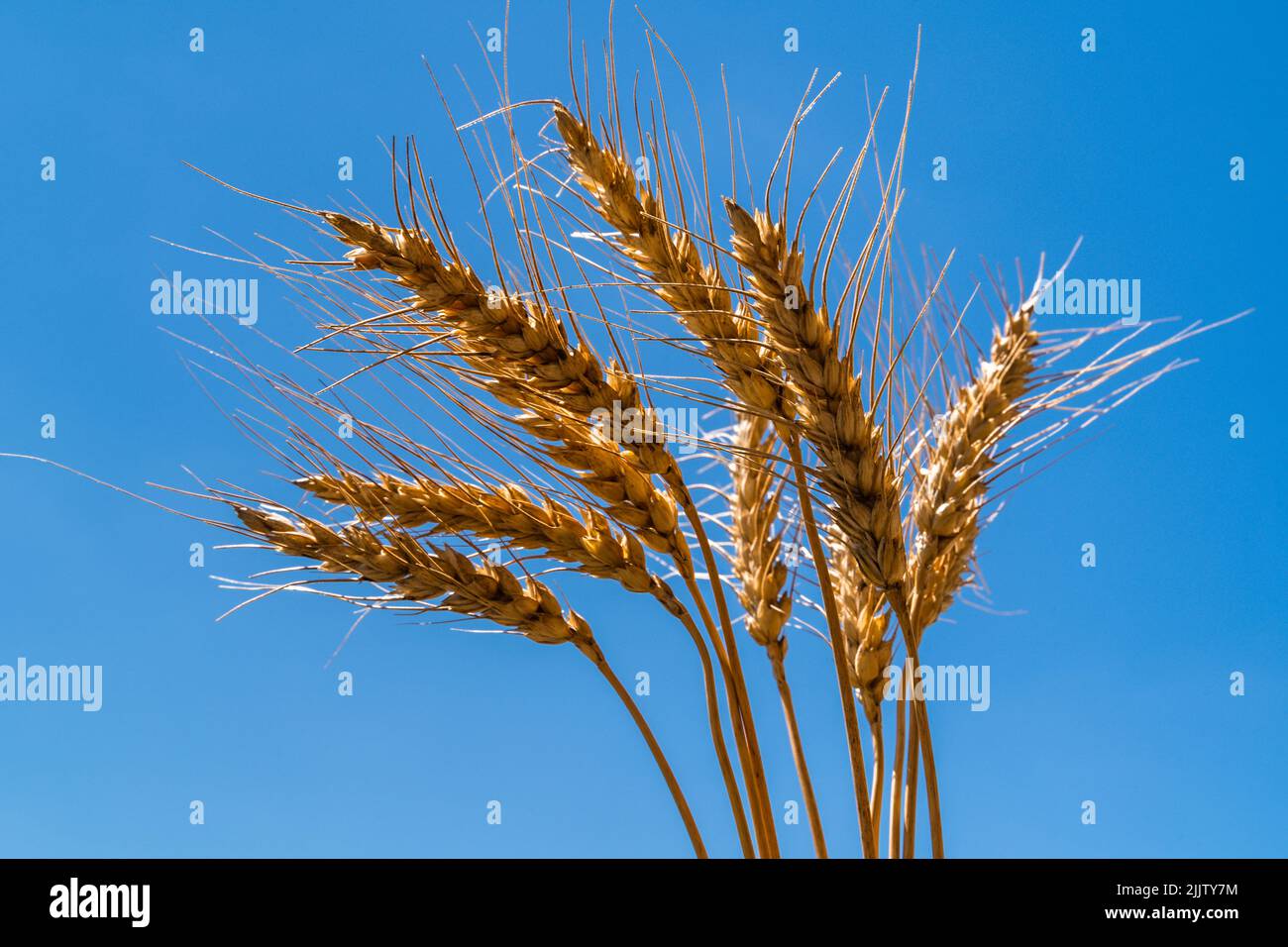 Ears of wheat in front of blue sky Stock Photo - Alamy