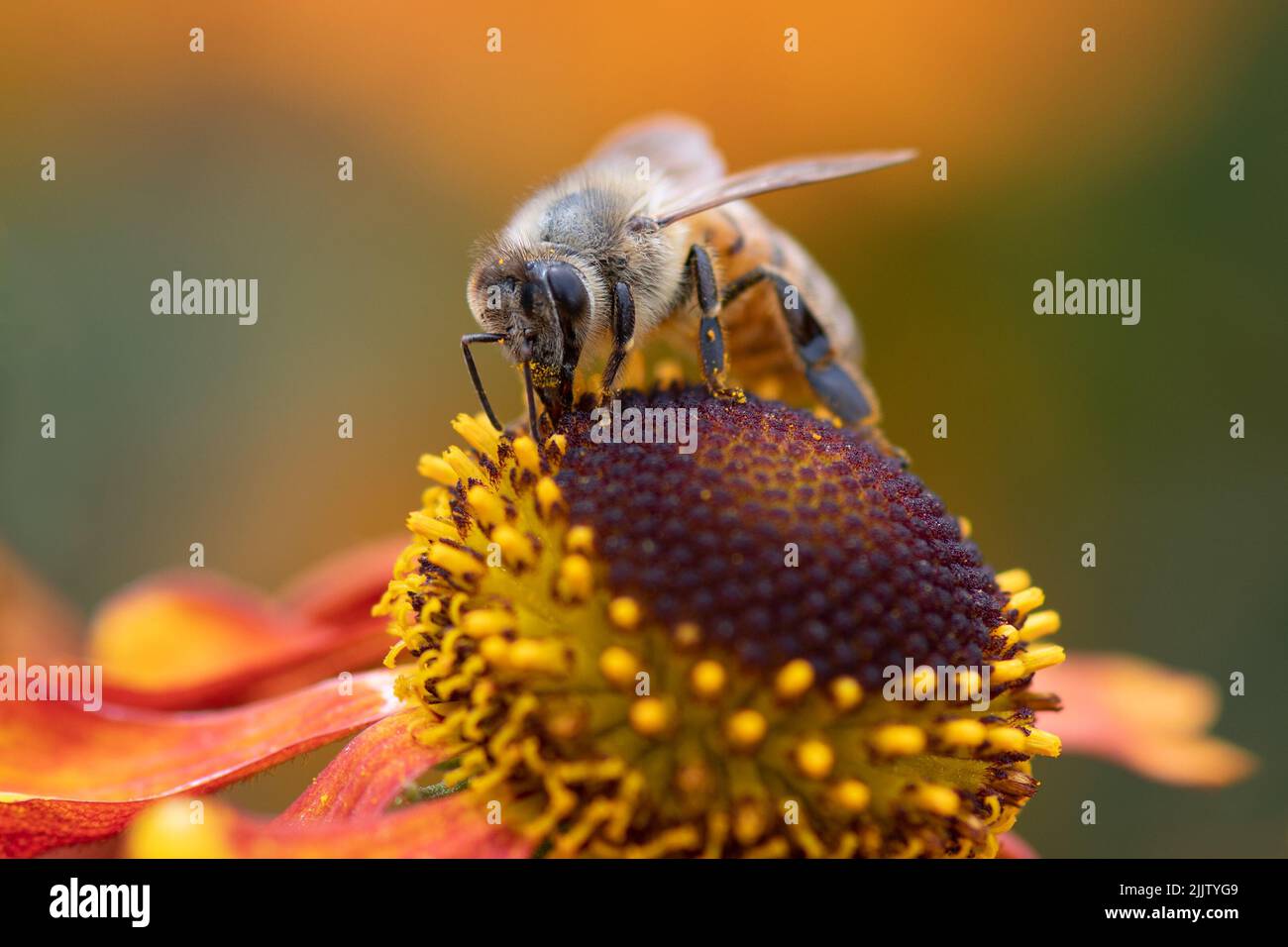 Honey bee collecting pollen from a helenium flower at Kew Gardens Stock Photo