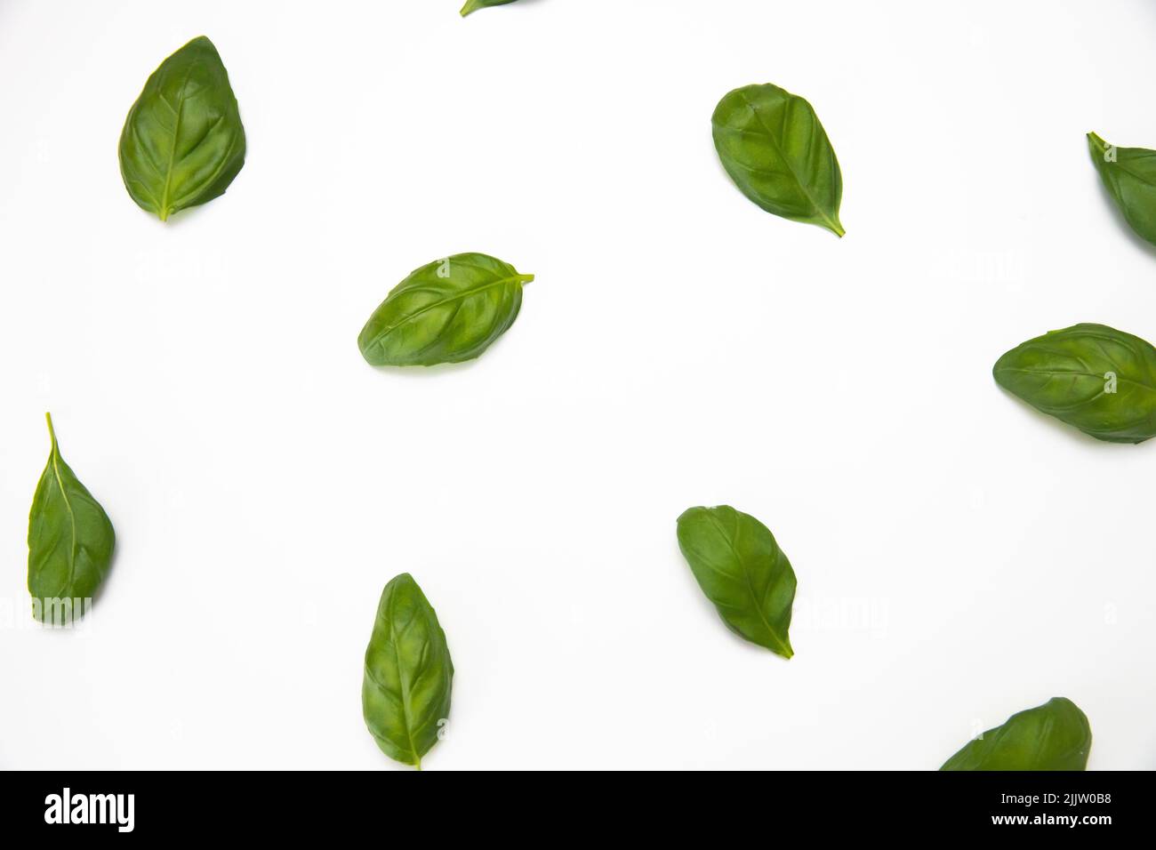 The flat lay composition of sweet basil leaves on the white background making the autumn mood of