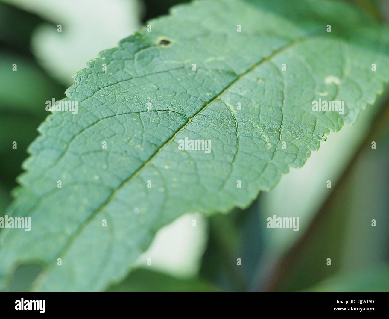 Macro of single green leaf veins visible Stock Photo