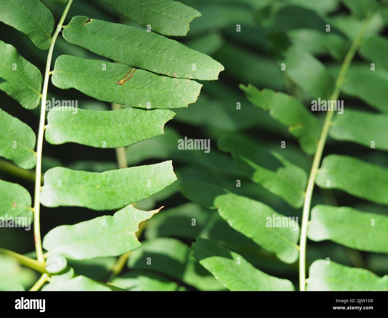 closeup of two Fern Leaves Stock Photo