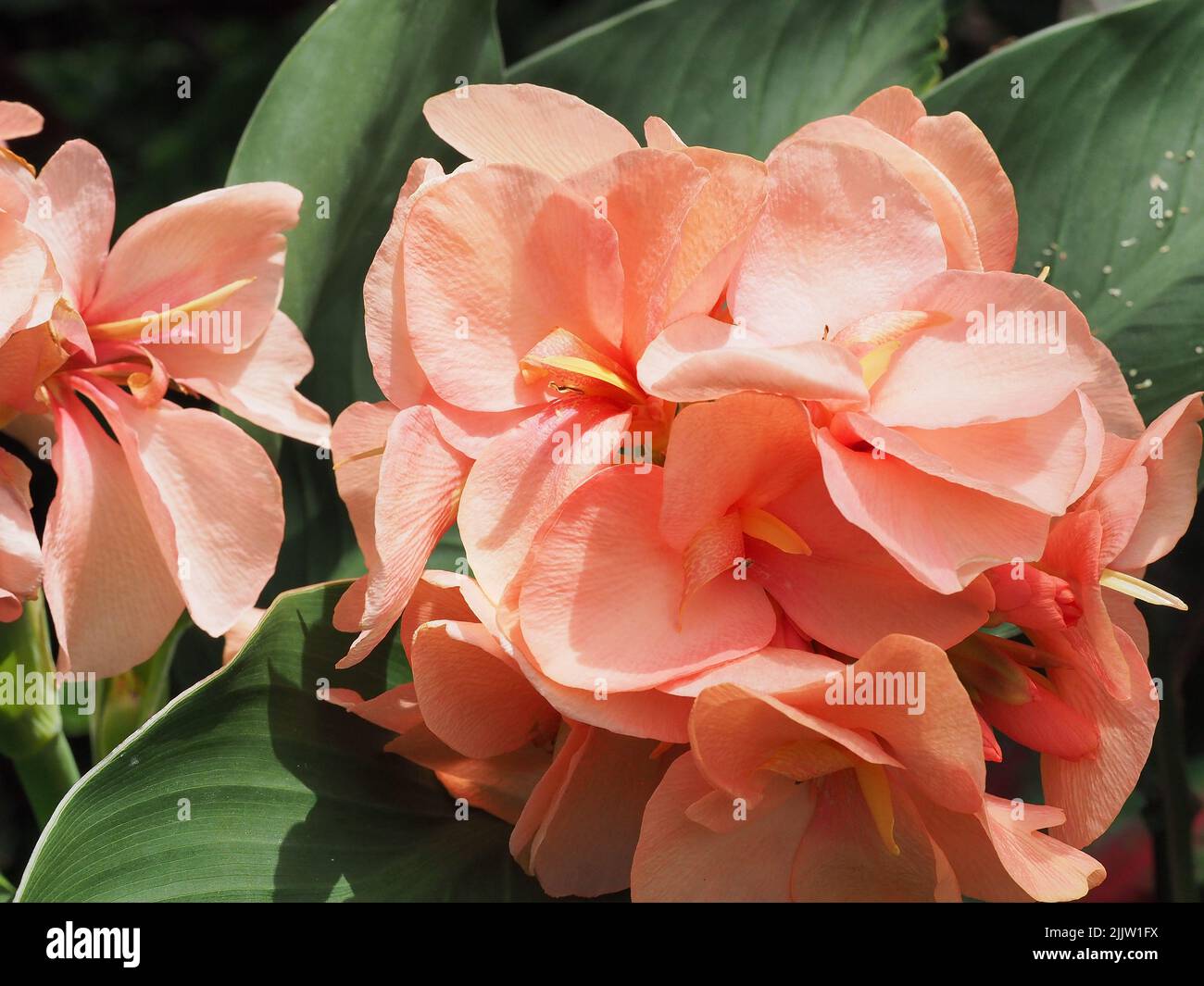 Macro of peach color flower petals Stock Photo