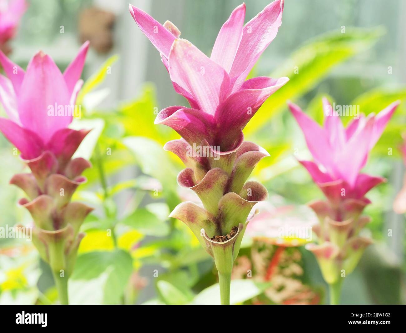 Closeup of three Siam Tulips Stock Photo