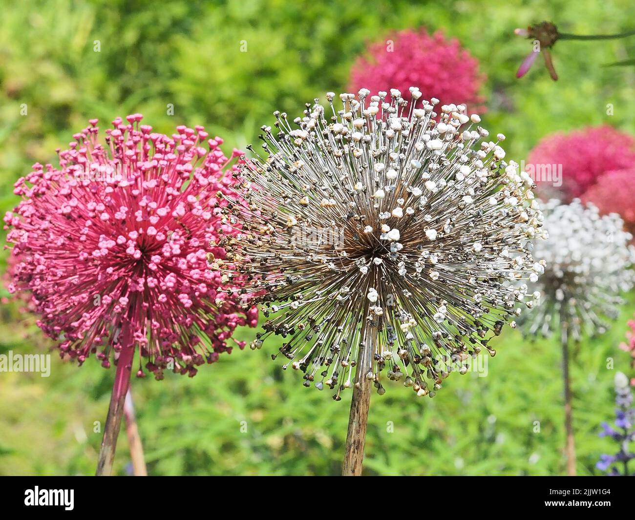 Tall stem White and lavender flowers with spiky round blossoms Stock Photo