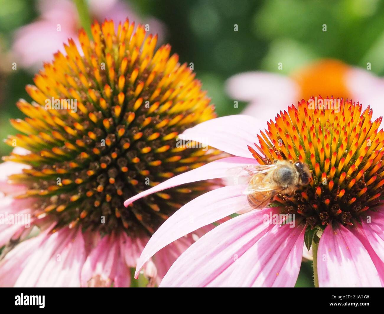 Macro of Coneflower with bee Stock Photo