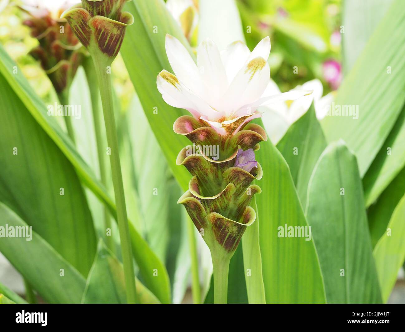 Close of single light pink Siam Tulips Stock Photo
