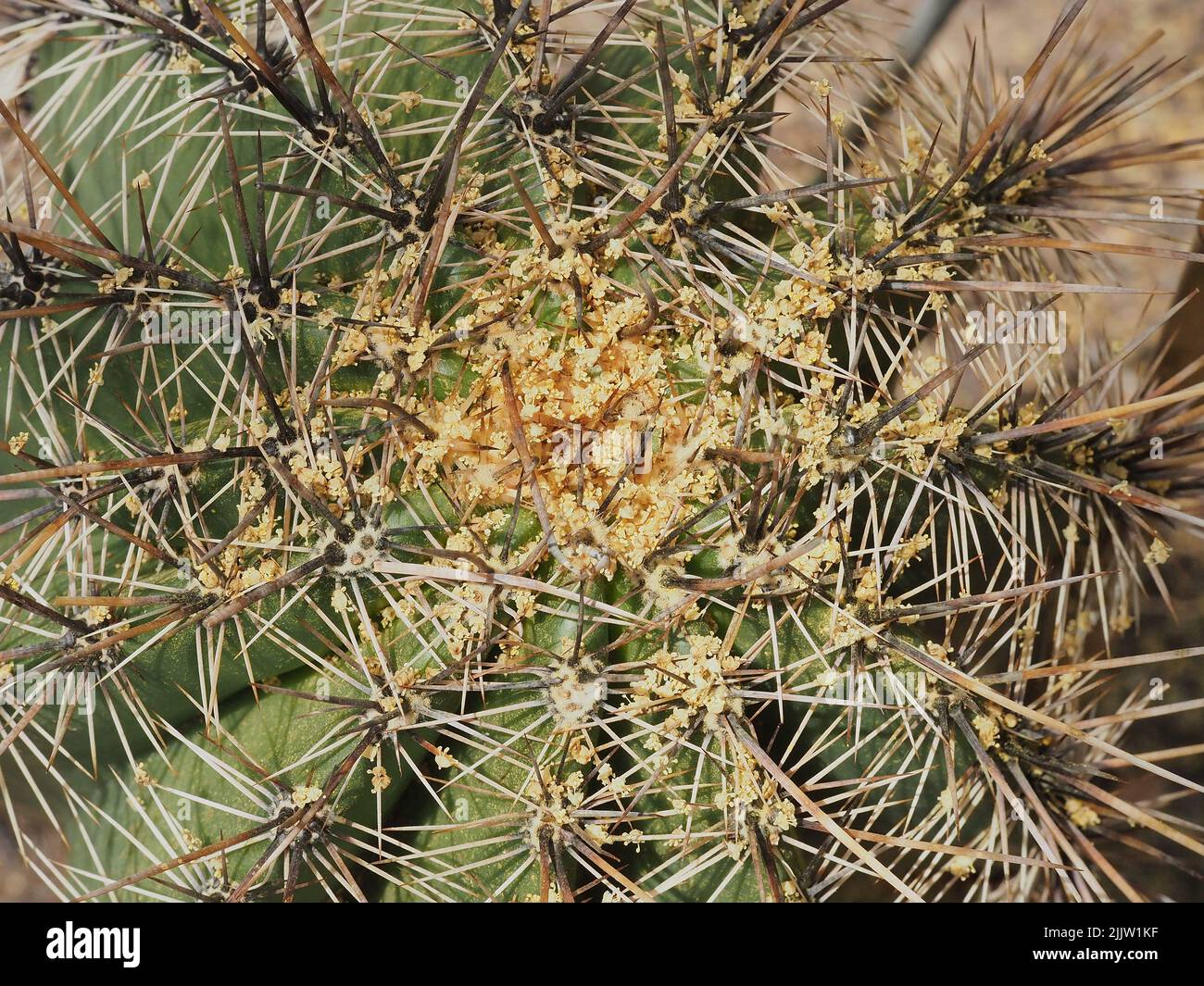 top view of Saguaro Cactus Stock Photo