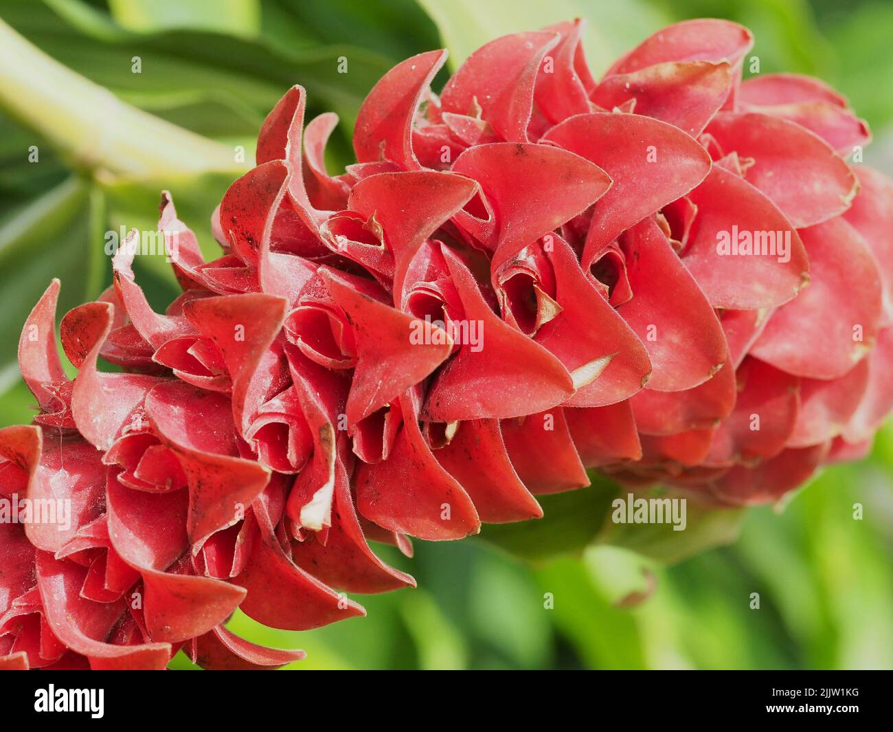 Macro of Red Button Ginger blossom petals Stock Photo