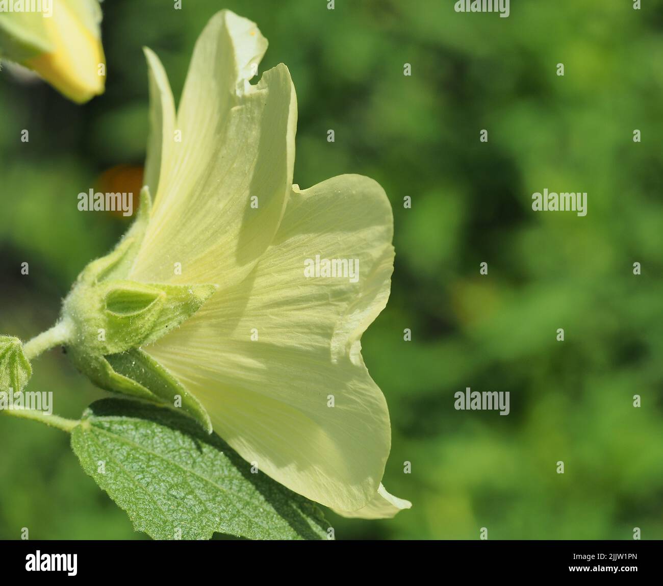 Closeup of Yellow Hibiscus profile green foliage background Stock Photo