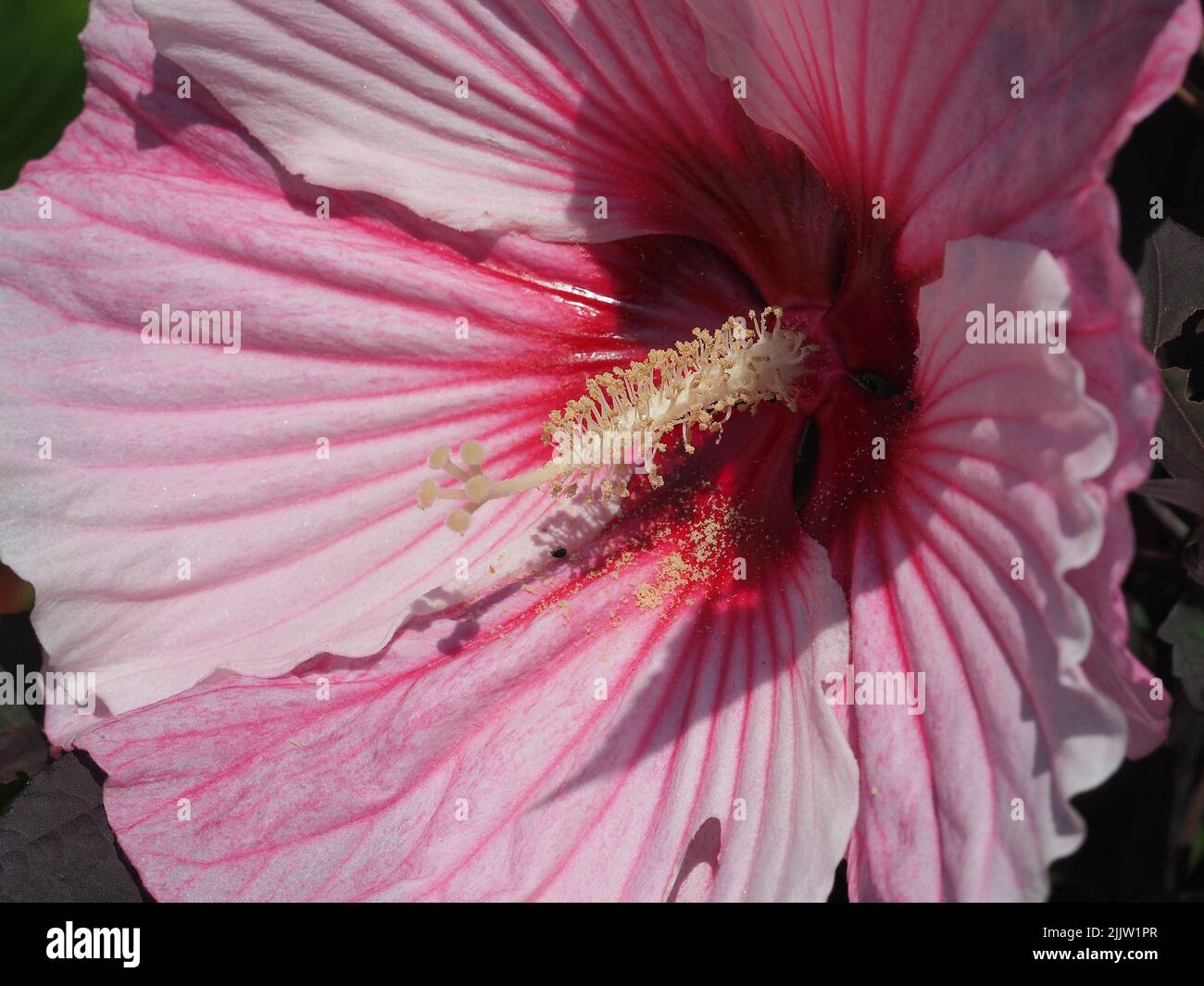 Macro of Pink Hibiscus Stigma Stock Photo