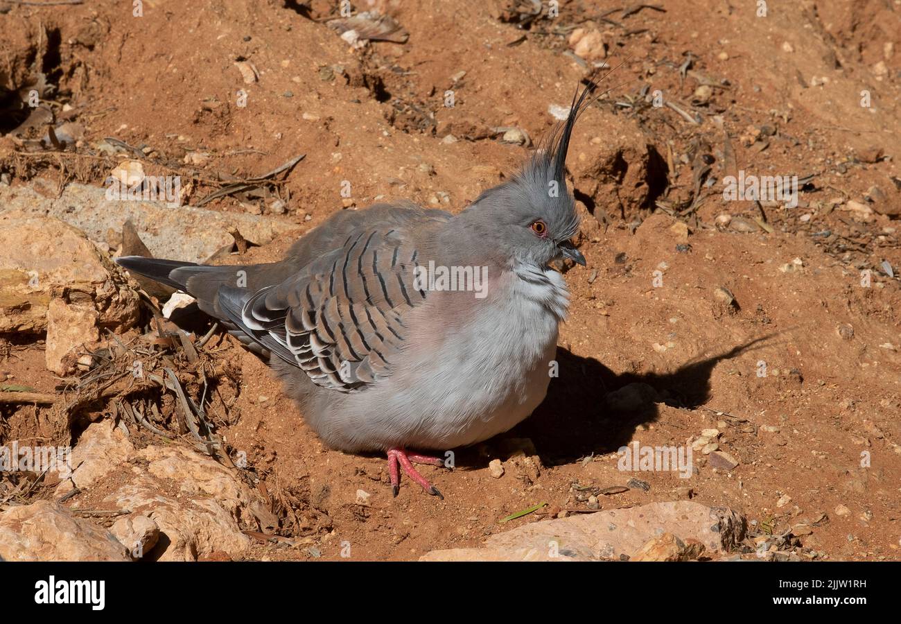 Australian topknot pigeon hires stock photography and images Alamy