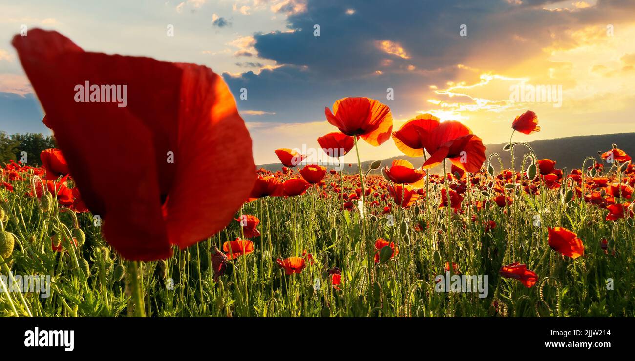 field of blooming corn poppy at sunset. wonderful summer landscape of carpathian mountains in evening light. beautiful nature background with red flow Stock Photo