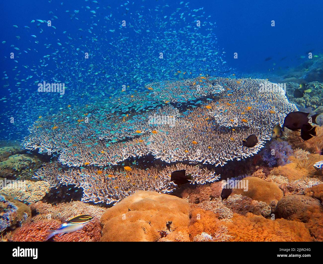 Indonesia Sumbawa - Colorful coral reef with tropical fish Stock Photo