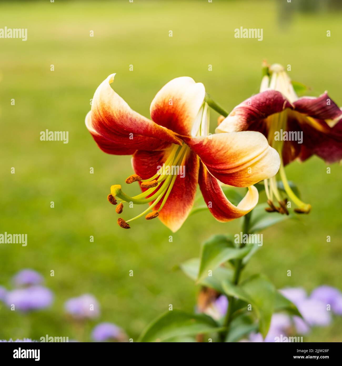 The Trumpet Lilium African Queen Flowers from the botanical garden of