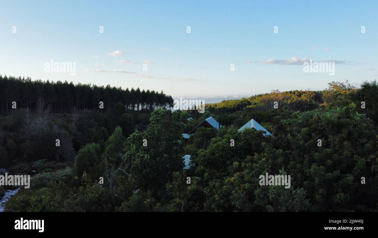 An aerial view of a forest with lush nature in South Africa at sunrise ...