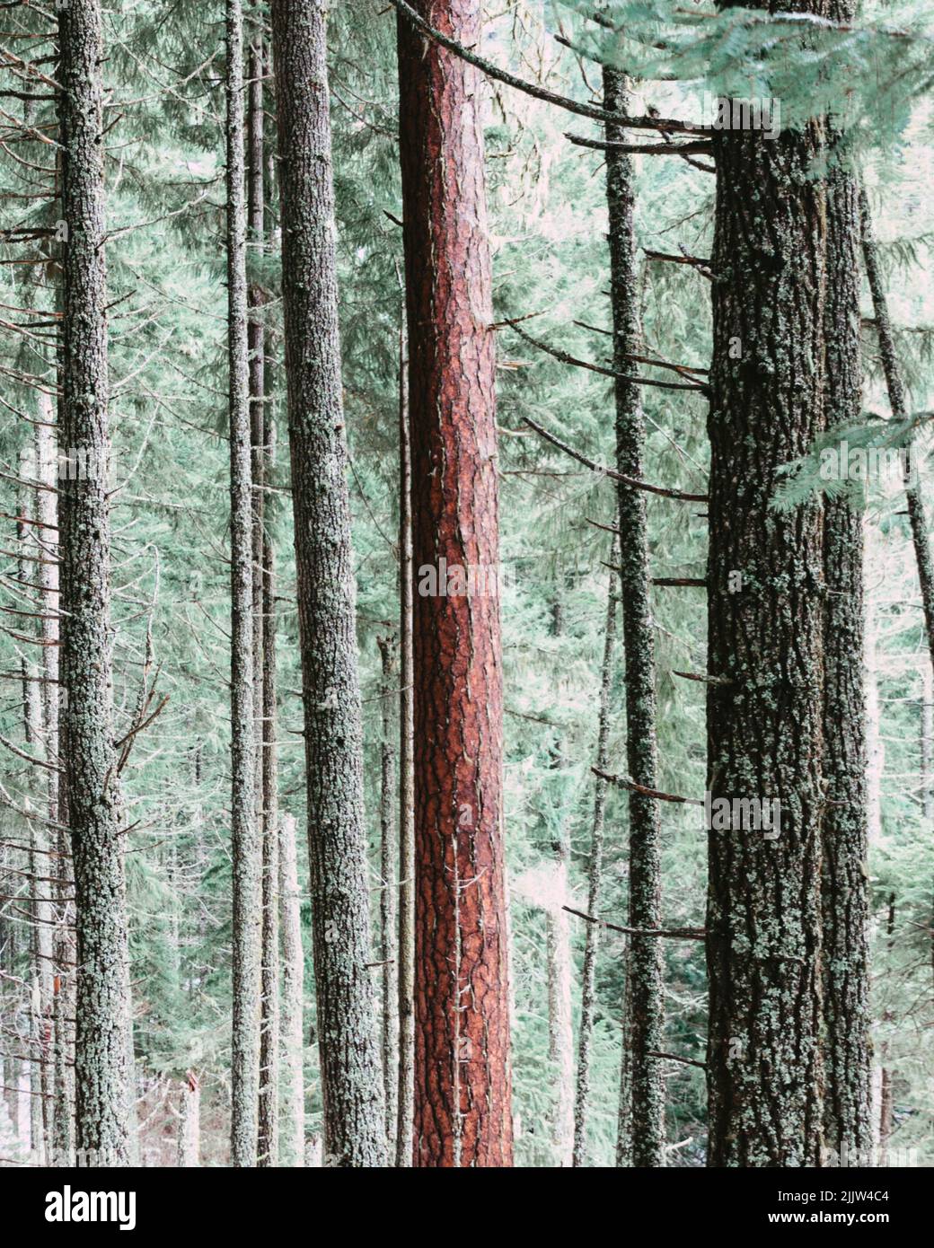 A vertical shot of tall thin trees in a forest Stock Photo Alamy