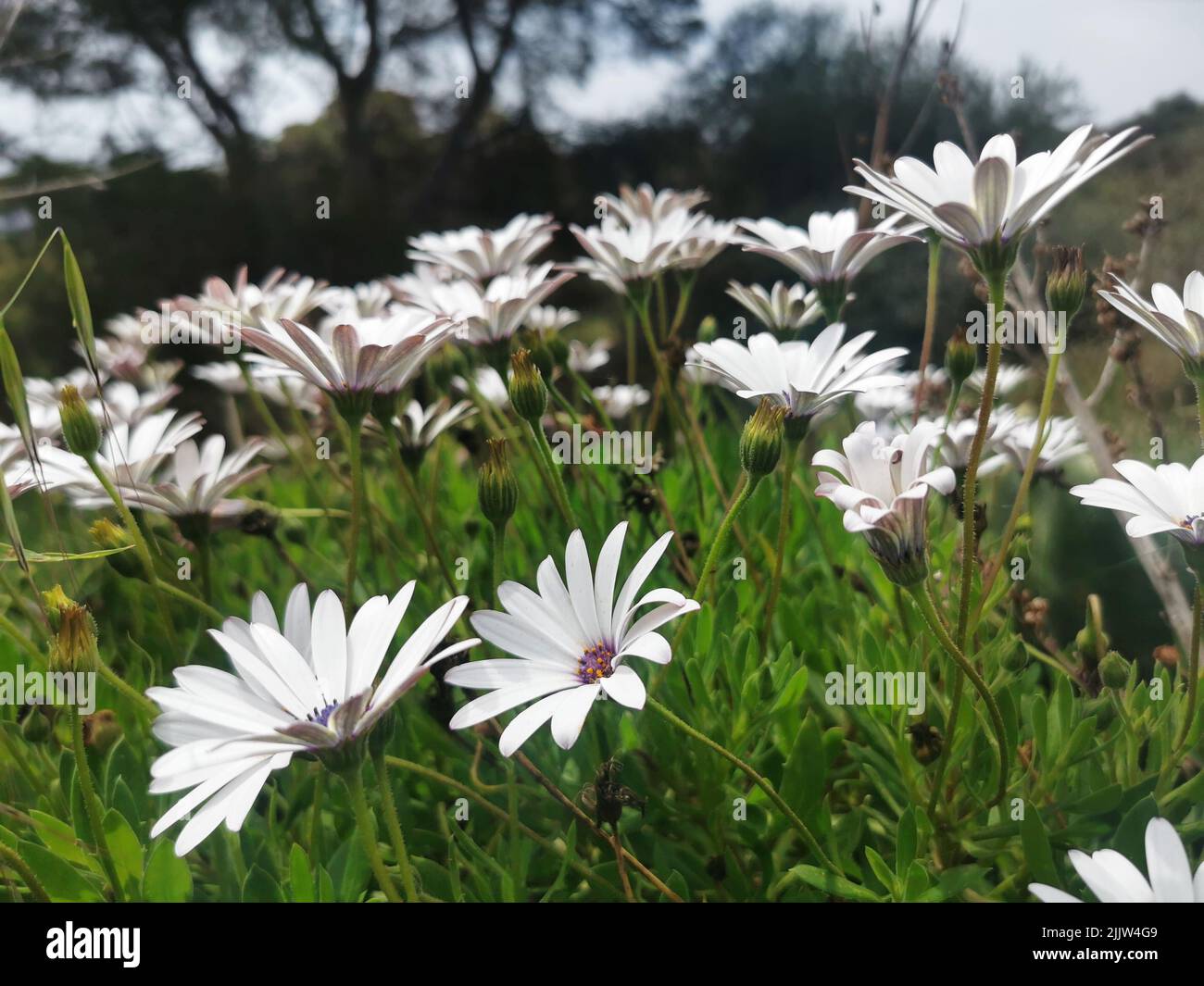 A closeup of Shrubby daisybush (Osteospermum fruticosum) flowers growing in a garden Stock Photo