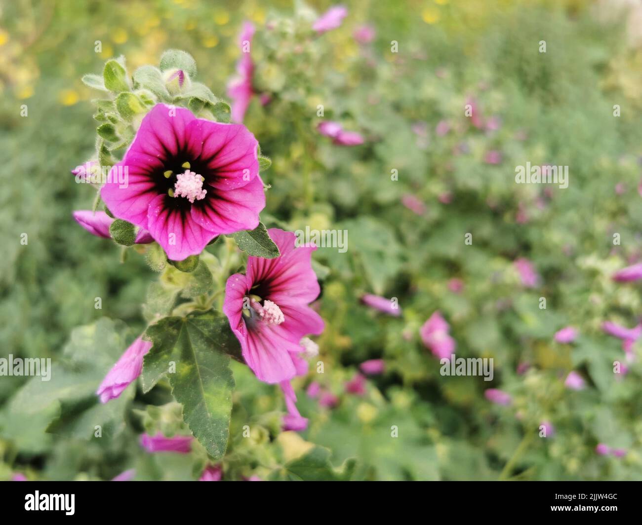 A closeup of Lavatera Mauritanica ( Mallow ) flowers growing in a garden Stock Photo