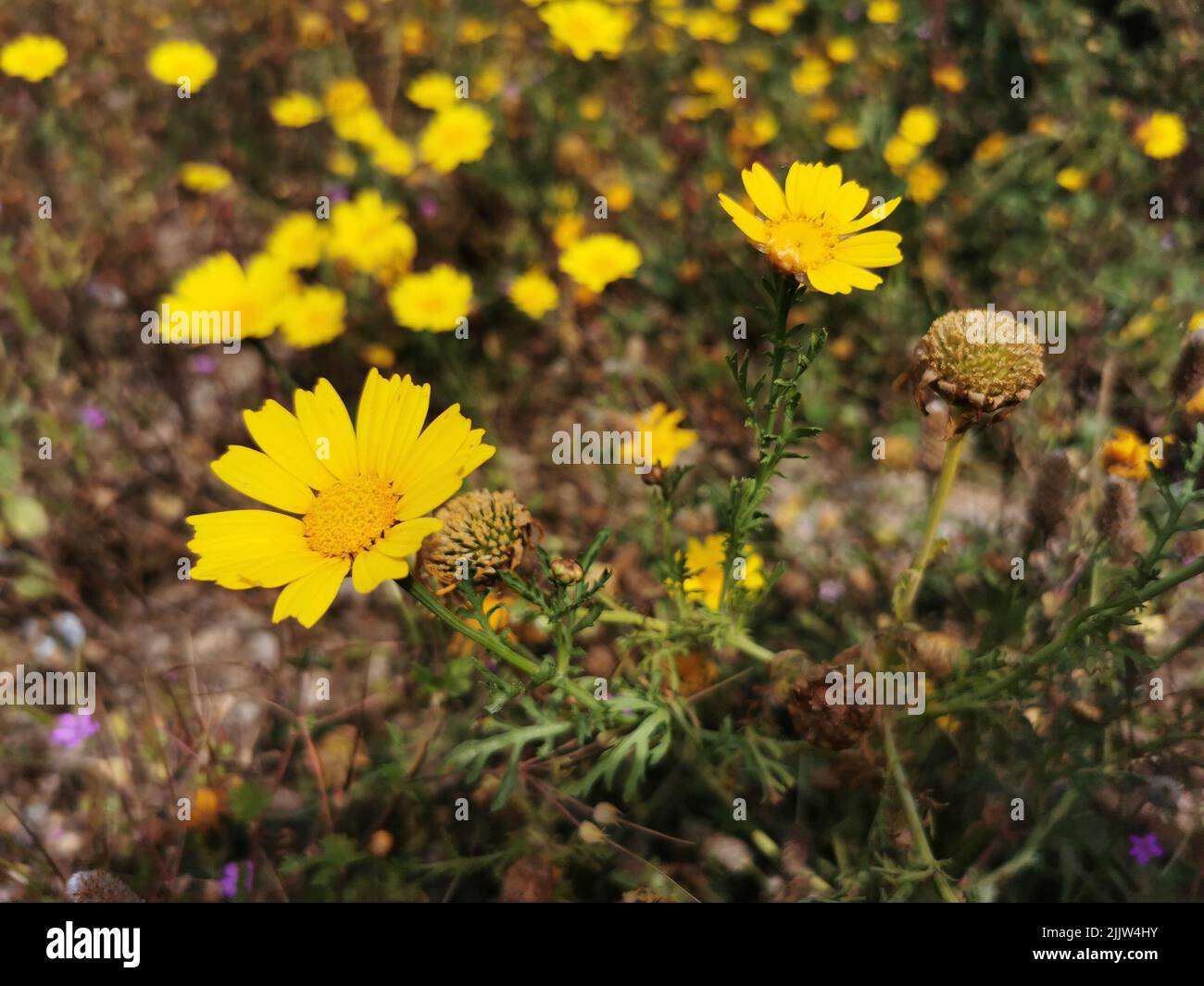 A closeup of Tetraneuris scaposa (Stemmy four-nerve daisy) flowers growing in a field Stock Photo