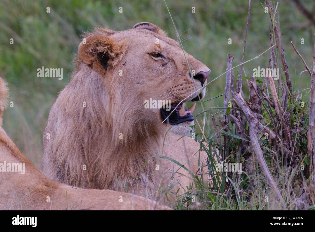 Lions in Masai Mara Game Reserve of Kenya Stock Photo - Alamy
