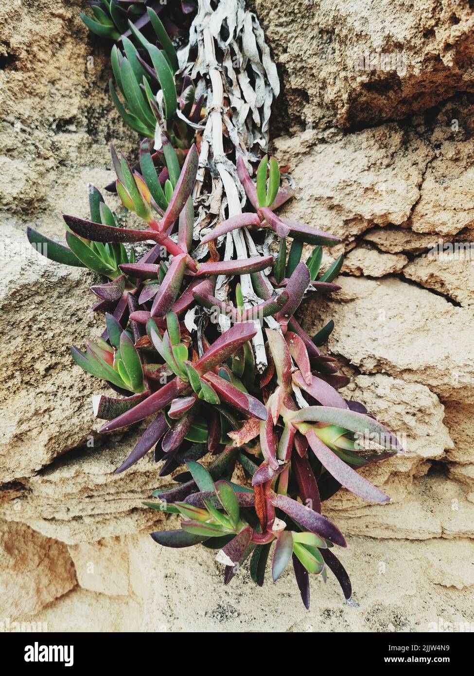 A vertical shot of little pickles plant on rough rocks Stock Photo
