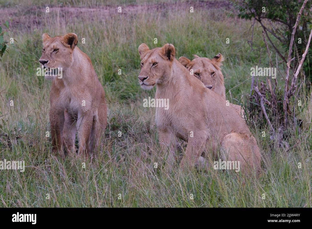 Lions in Masai Mara Game Reserve of Kenya Stock Photo - Alamy