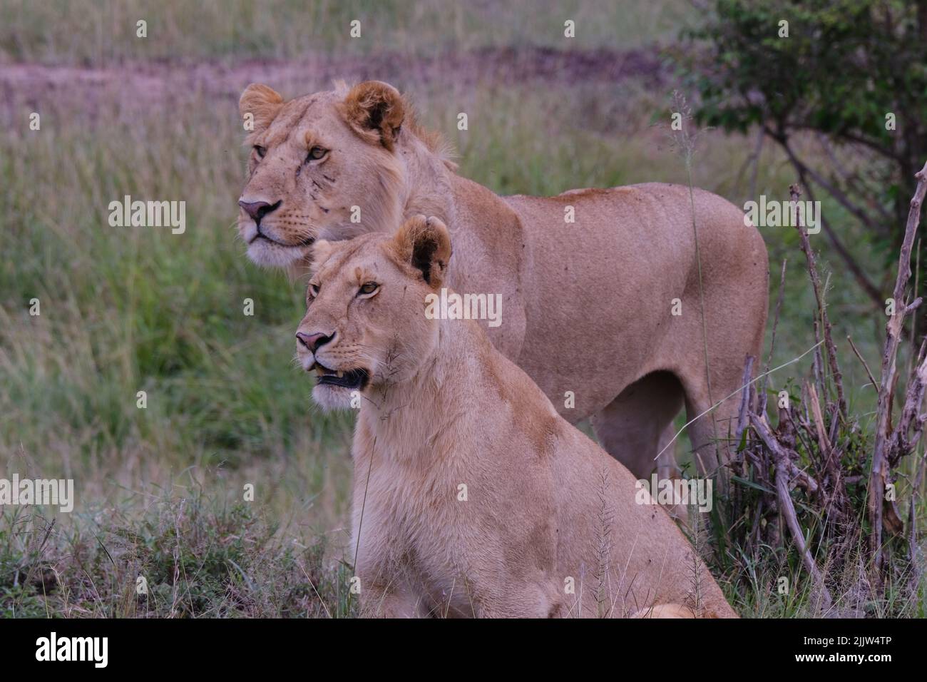 Lions in Masai Mara Game Reserve of Kenya Stock Photo - Alamy