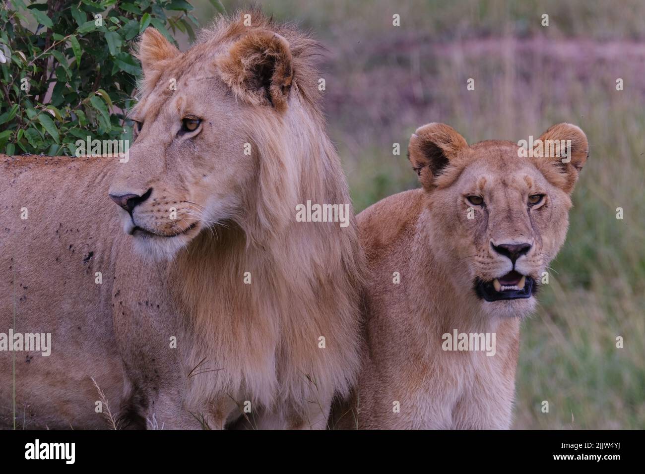 Lions in Masai Mara Game Reserve of Kenya Stock Photo - Alamy