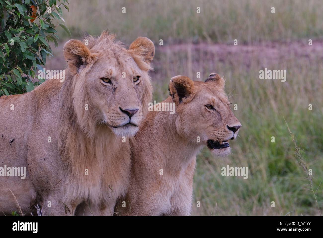 Lion family in the masai mara reserve hi-res stock photography and ...