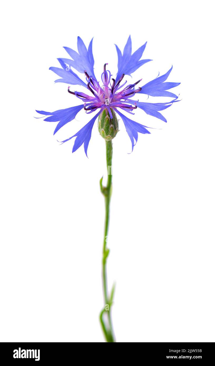 Purple knapweed flowers isolated on white background. Blue wild