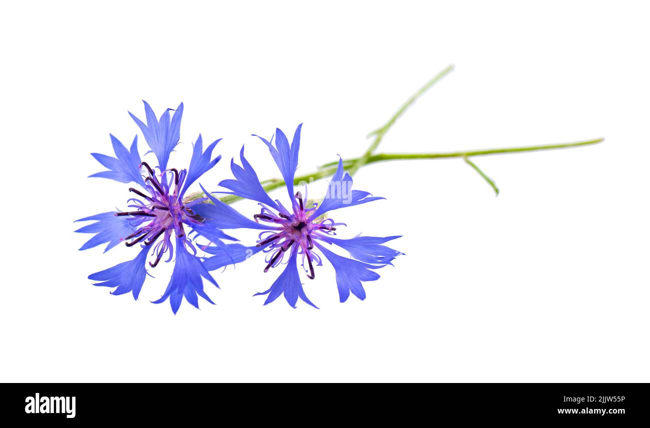 Purple knapweed flowers isolated on white background. Blue wild cornflower herb or bachelor button flower. Stock Photo
