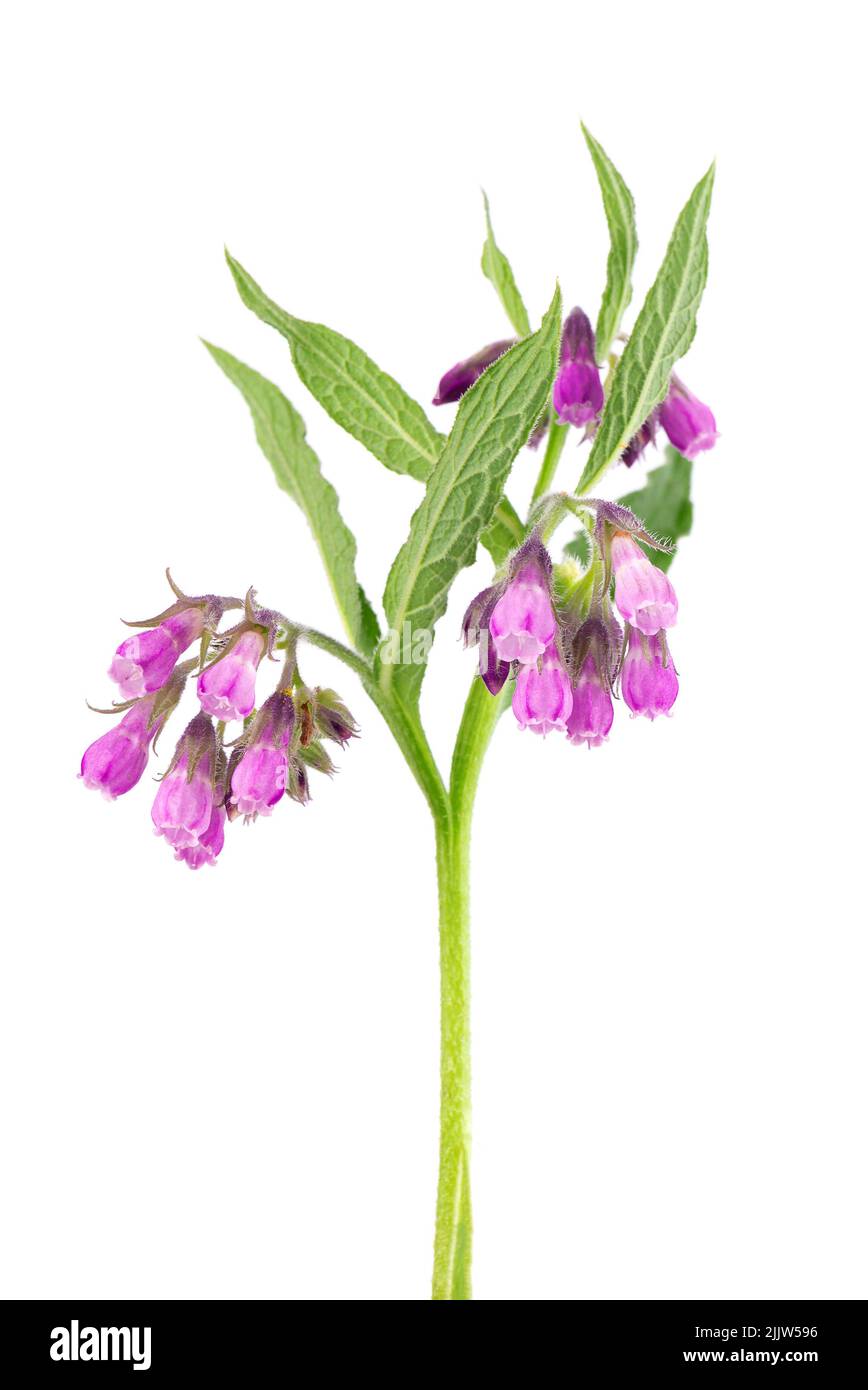 Comfrey bush with flowers, isolated on white background. Symphytum officinale plant. Herbal medicine. Clipping path. Stock Photo