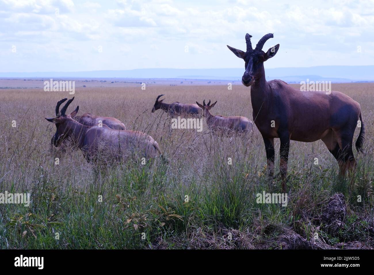 Topi herd hi-res stock photography and images - Alamy