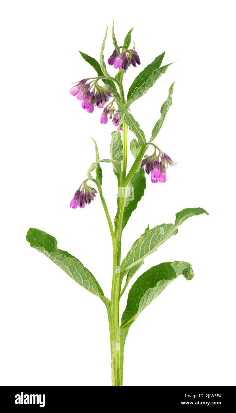 Comfrey bush with flowers, isolated on white background. Symphytum officinale plant. Herbal medicine. Clipping path. Stock Photo