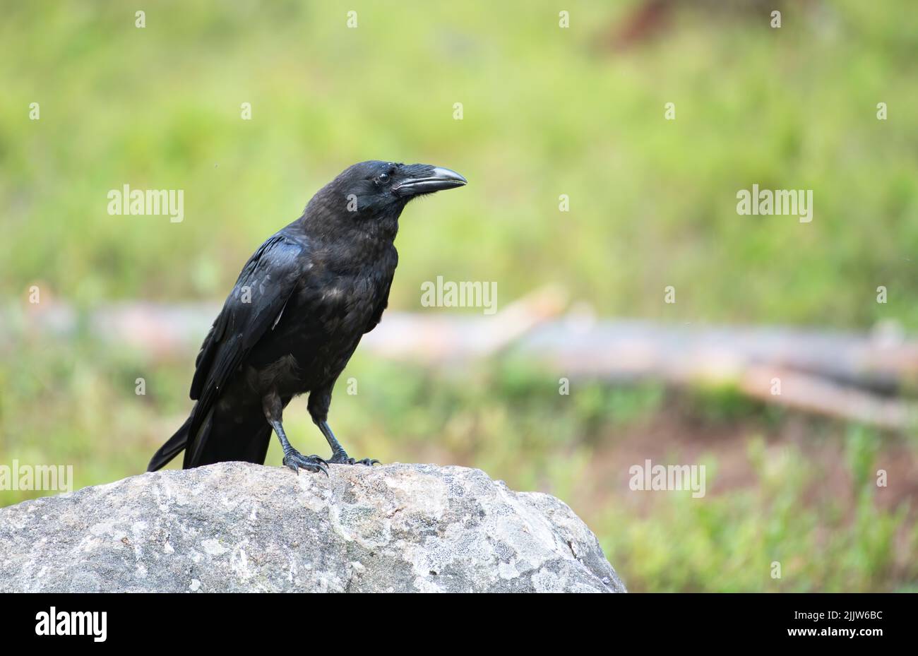 Common raven (Corvus corax) photographed in the Taiga forest of Finland. Stock Photo