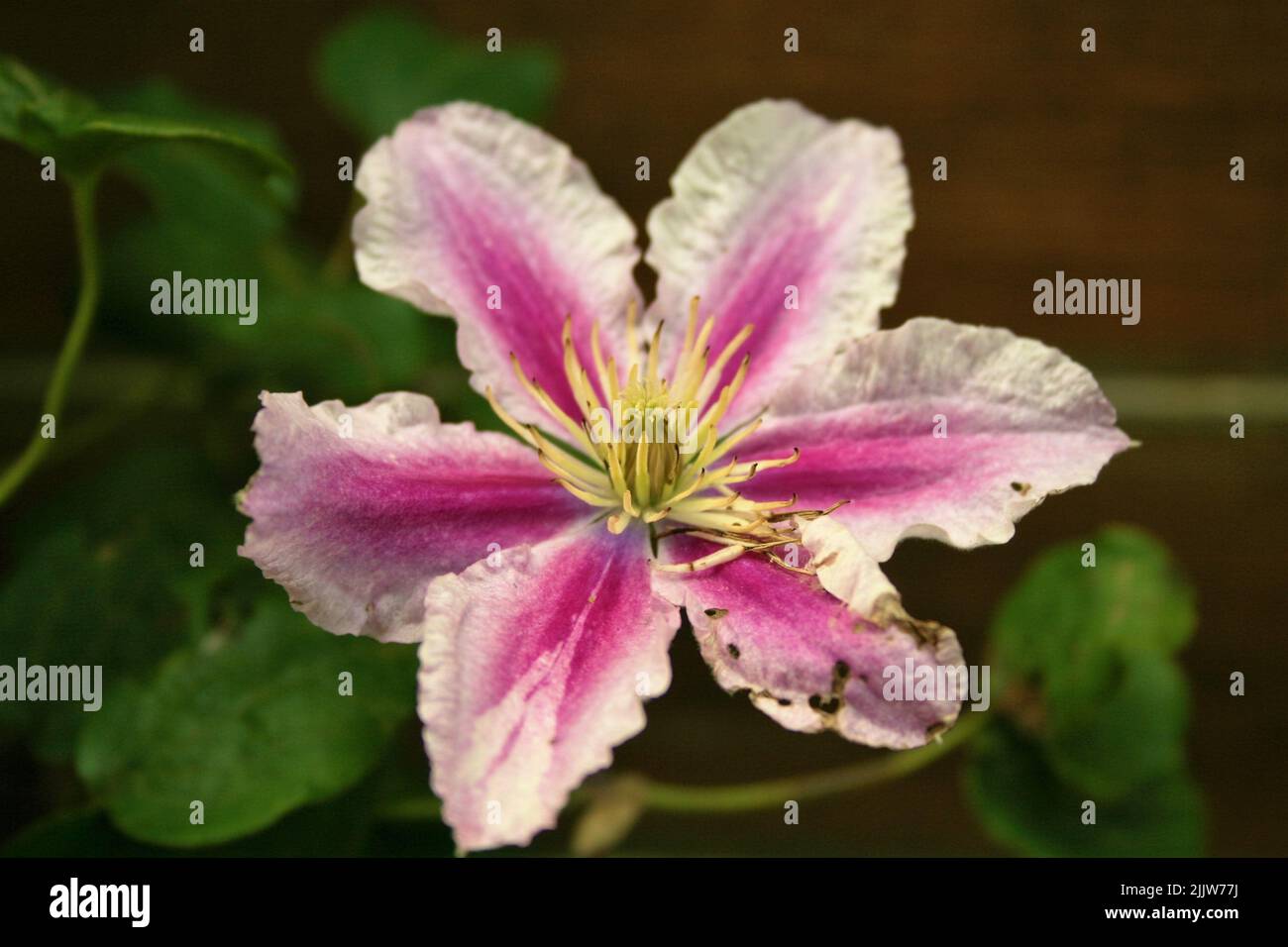 A closeup shot of a beautiful Clematis Piilu flower in detail Stock Photo