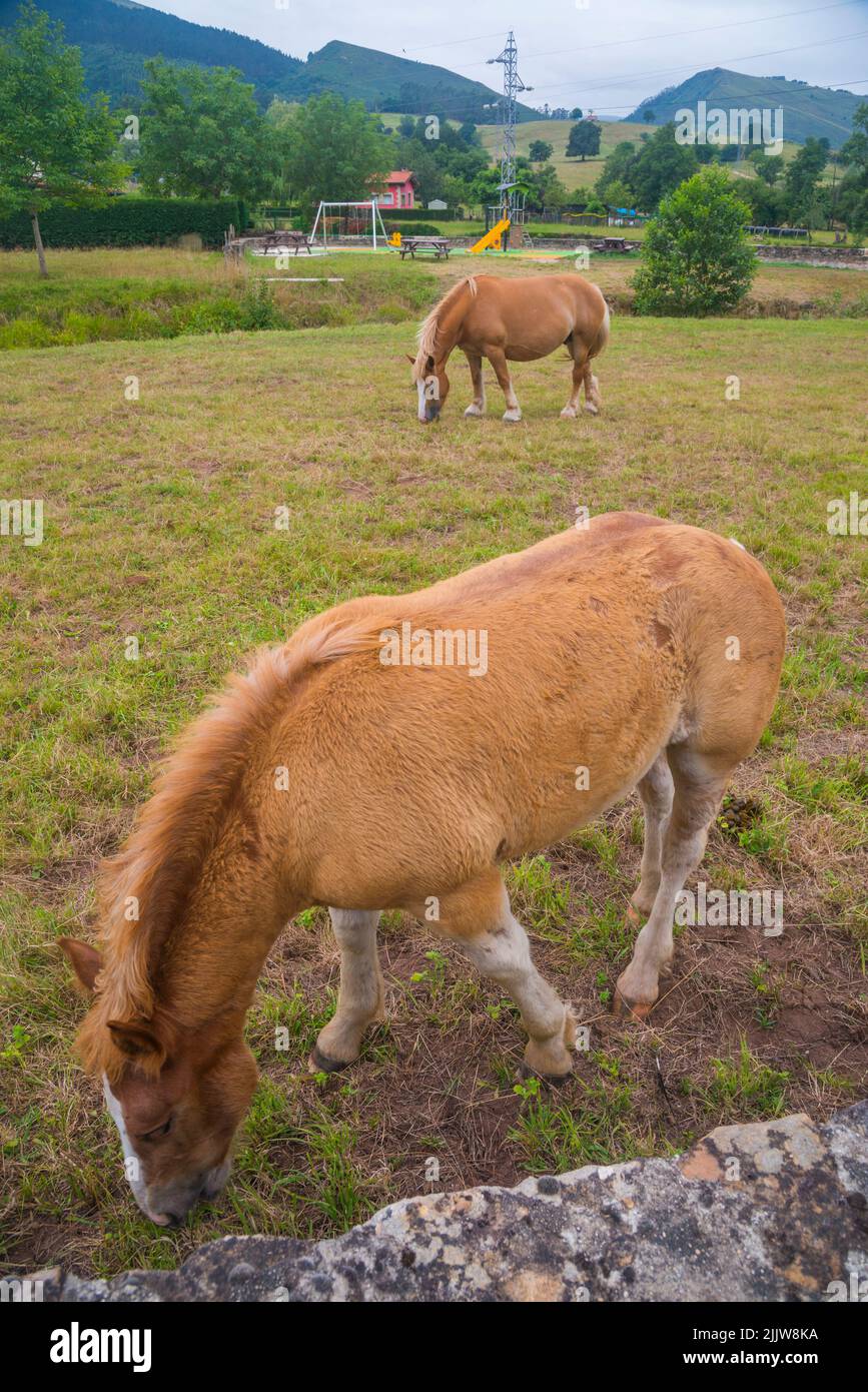 Two horses. Stock Photo