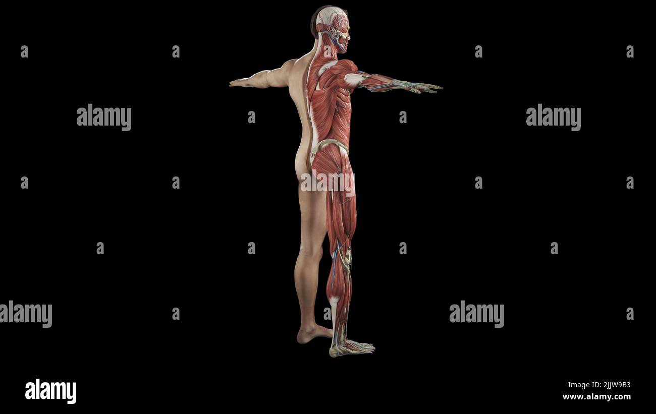 A 3D visualization of a half sectioned human body anatomy from behind ...