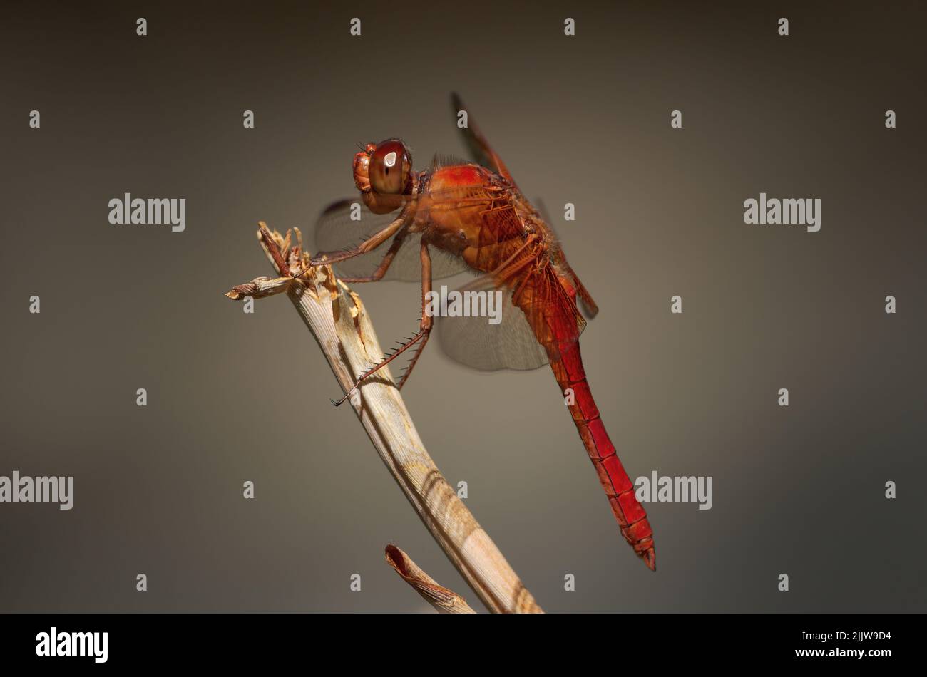 Flame Skimmer dragonfly, Libellula saturata, shown against against a muted background. Shown in Pasadena, California. Stock Photo