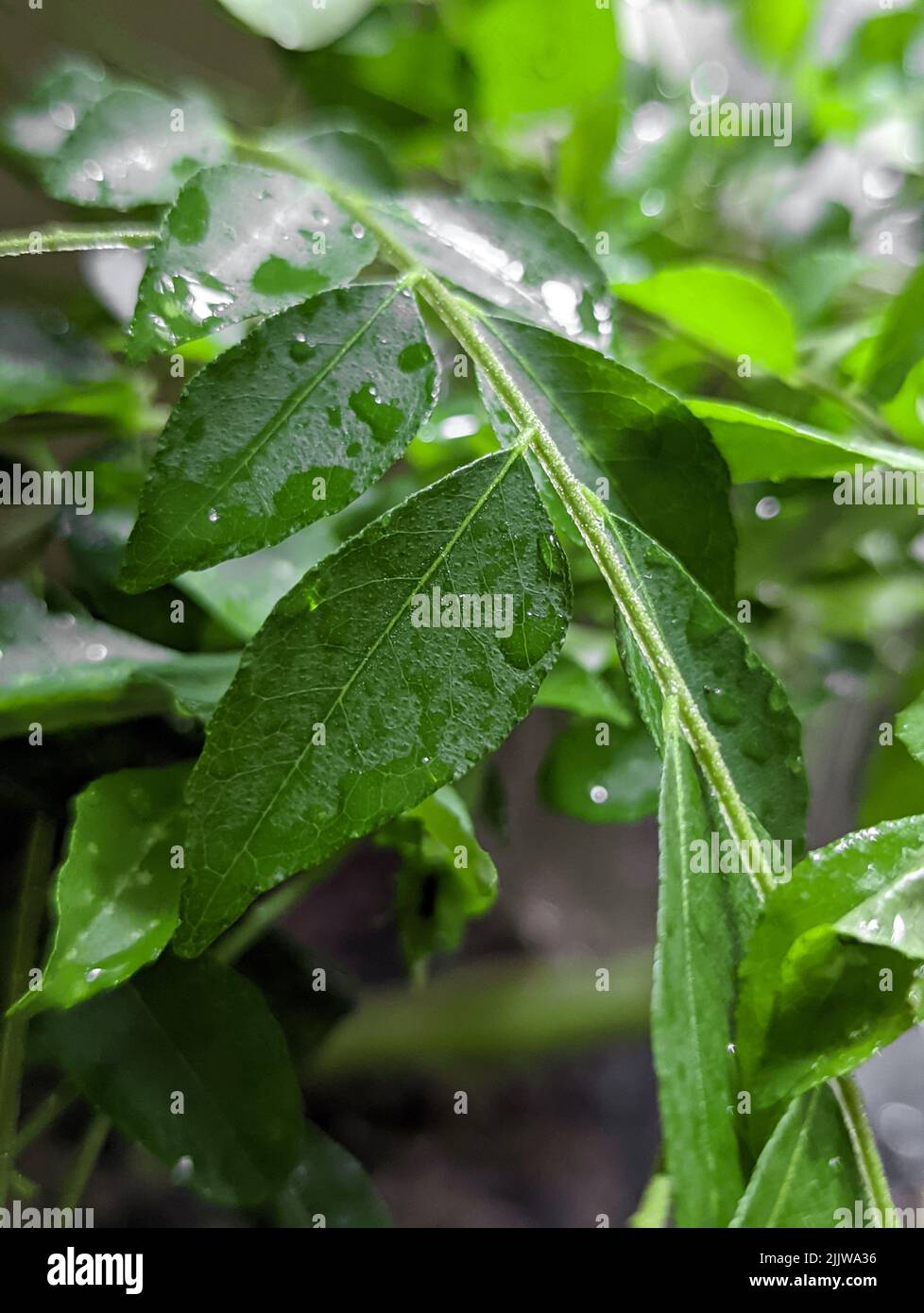fresh green curry leaves used as a food ingredient wet with water droplets is zoomed in for a closeup shot in the vegetable garden Stock Photo