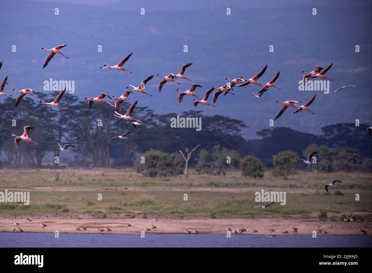Nature reserve animal animals lake nakuru national park hi-res stock  photography and images - Alamy
