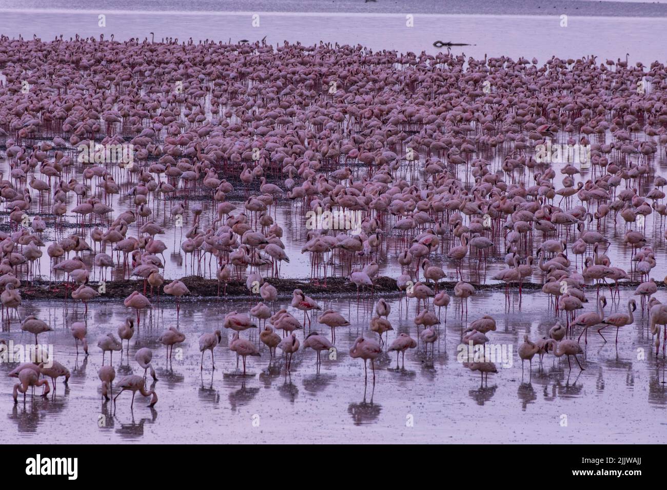 Nature reserve animal animals lake nakuru national park hi-res stock photography and images - Alamy Nature reserve animal animals lake nakuru national park hi-res stock photography and images - Alamy
