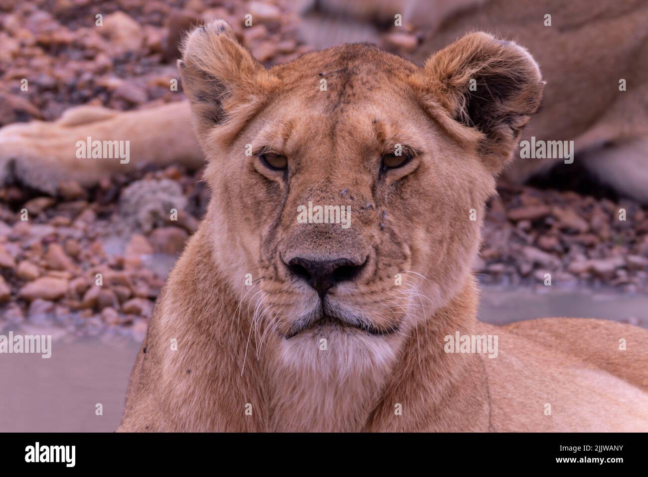 Lions in Masai Mara Game Reserve of Kenya Stock Photo - Alamy