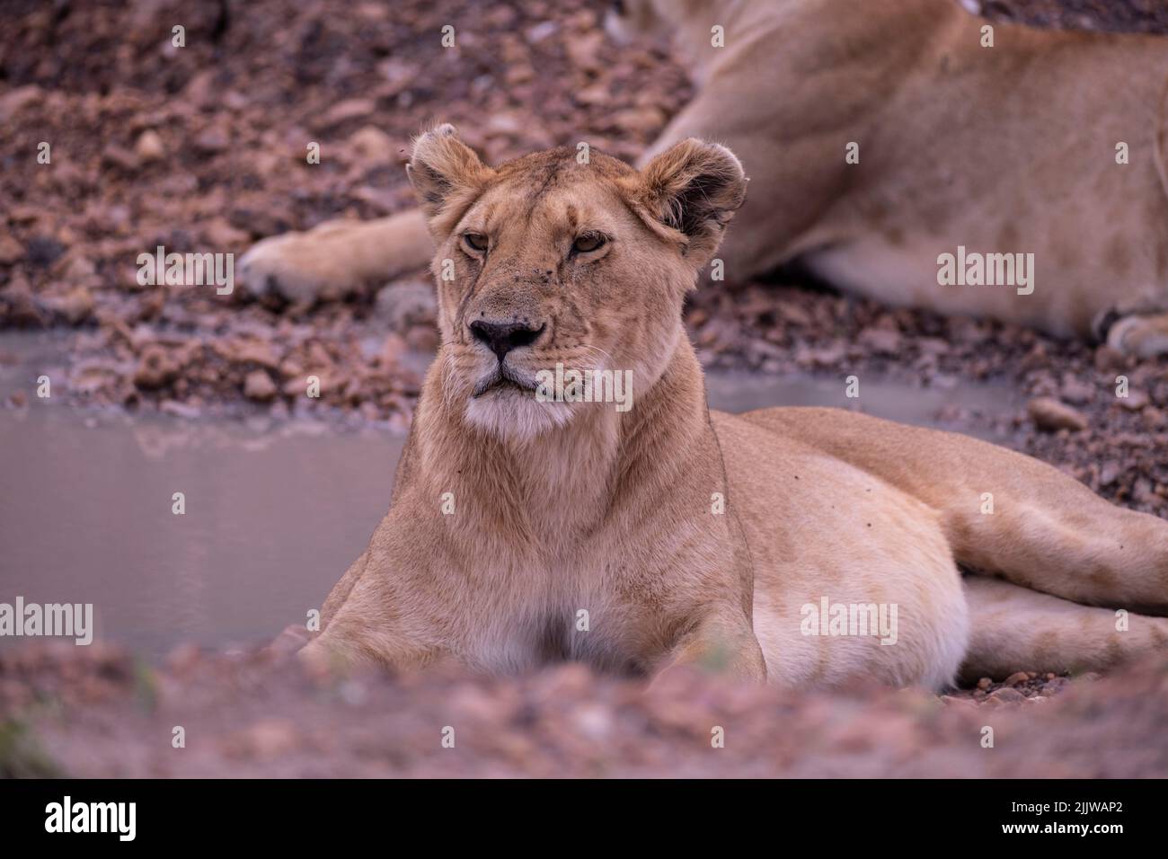 Lions in Masai Mara Game Reserve of Kenya Stock Photo - Alamy