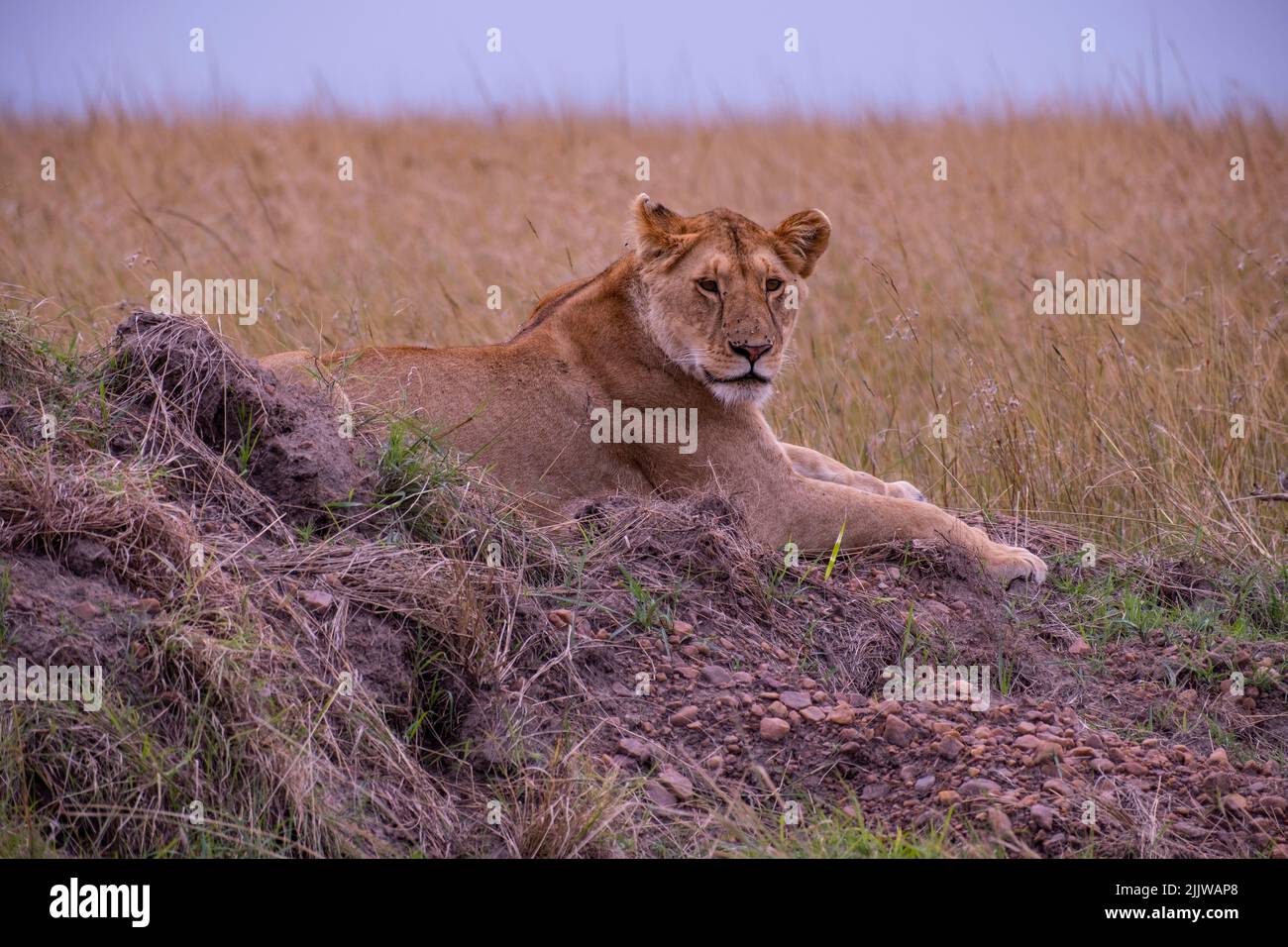Lions in Masai Mara Game Reserve of Kenya Stock Photo - Alamy