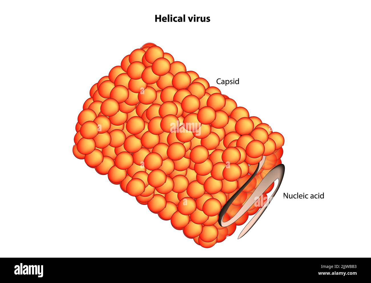 Helical virus Stock Photo