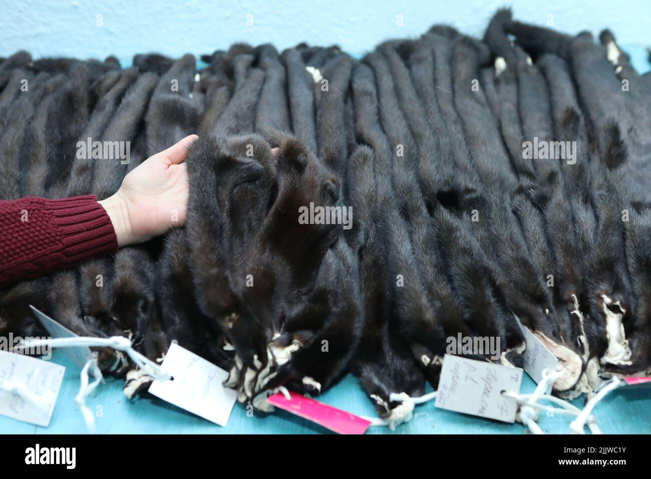 Finished skins from animals. Mink, arctic fox skins from animals. Mink farm. Fur coat, dear