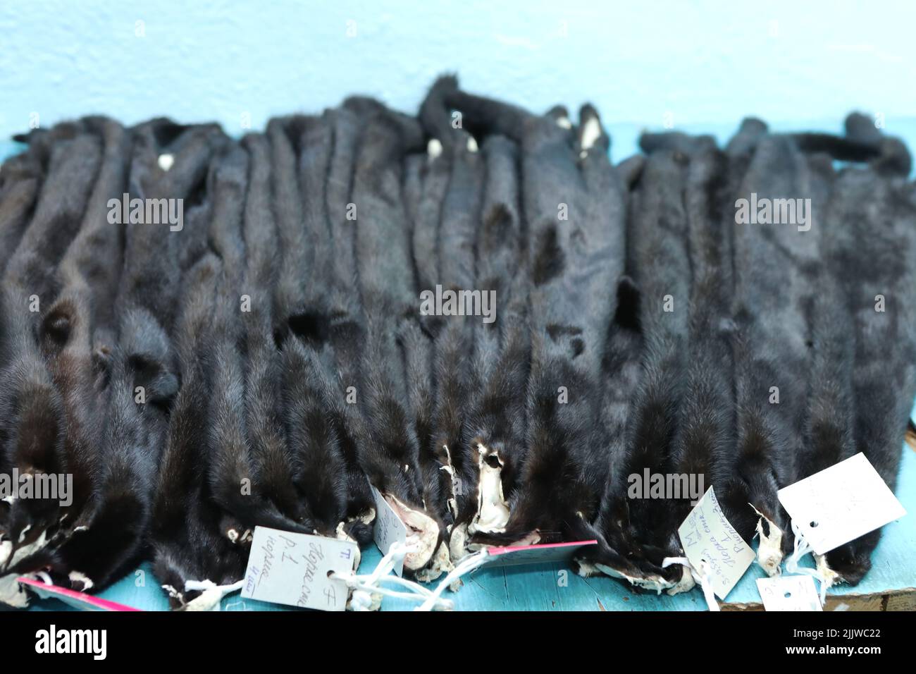Finished skins from animals. Mink, arctic fox skins from animals. Mink farm. Fur coat, dear
