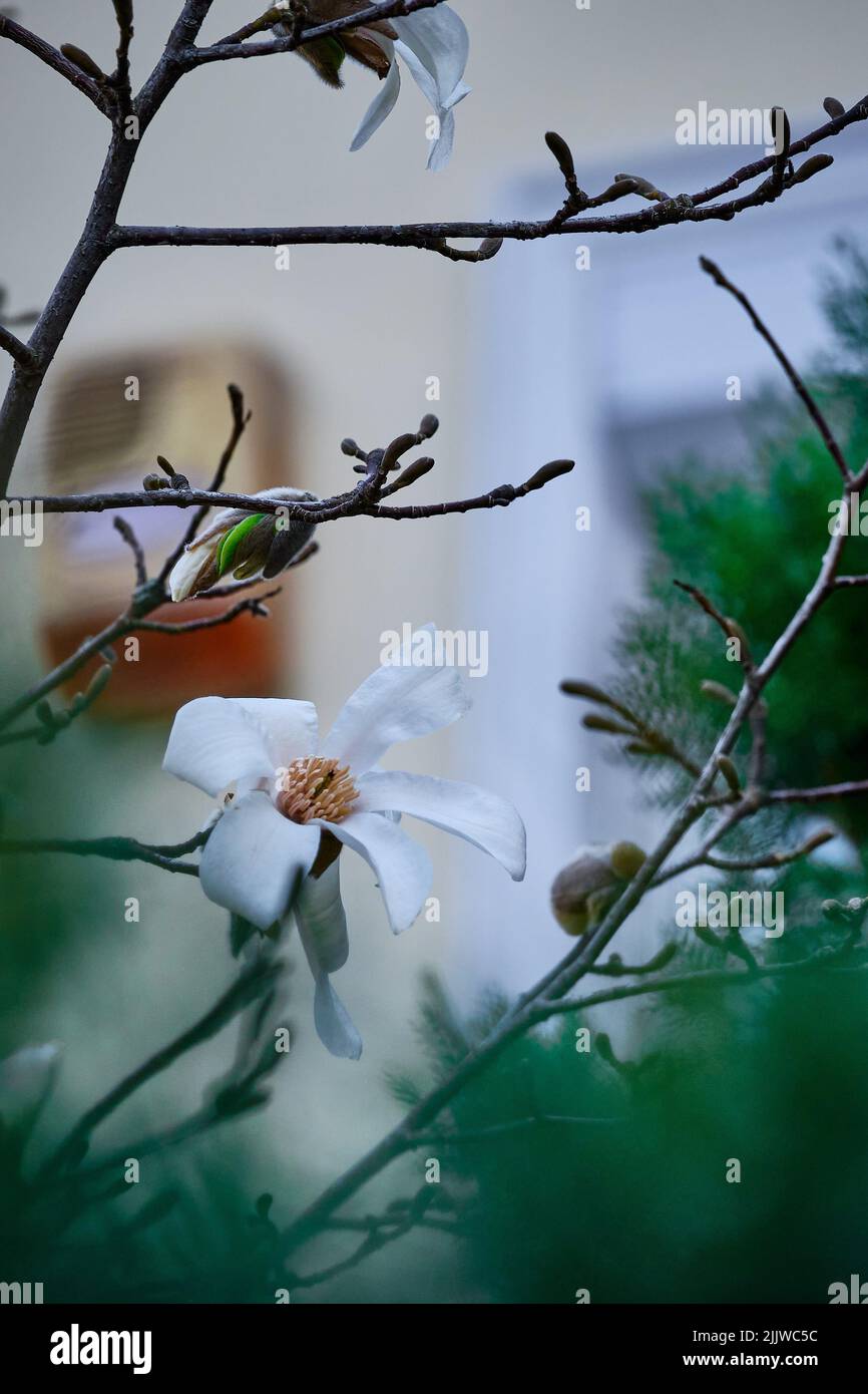 Magnolia grandiflora leaves hi-res stock photography and images - Alamy