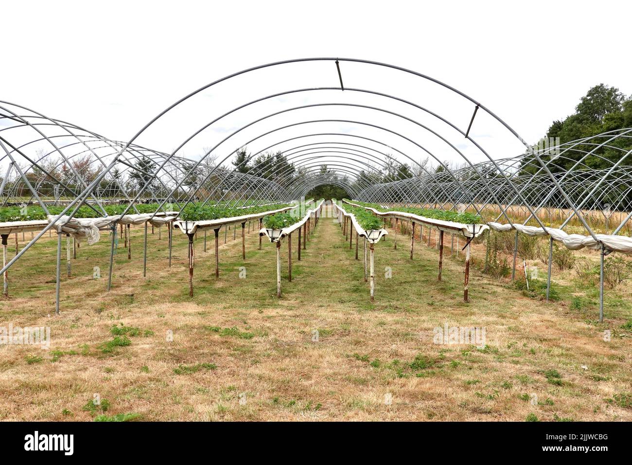 Trimley St Martin, Suffolk, UK 28 July 2022 Strawberries for pick